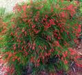 firecracker bush